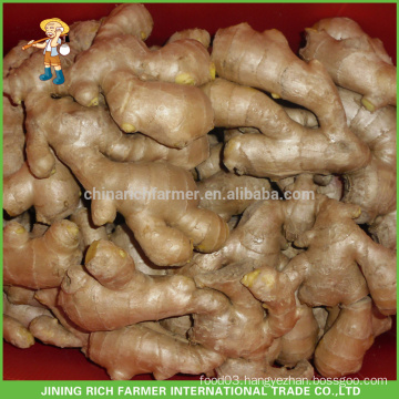 Fresh Ginger Exporter in China Air Dried Ginger 250g up to European